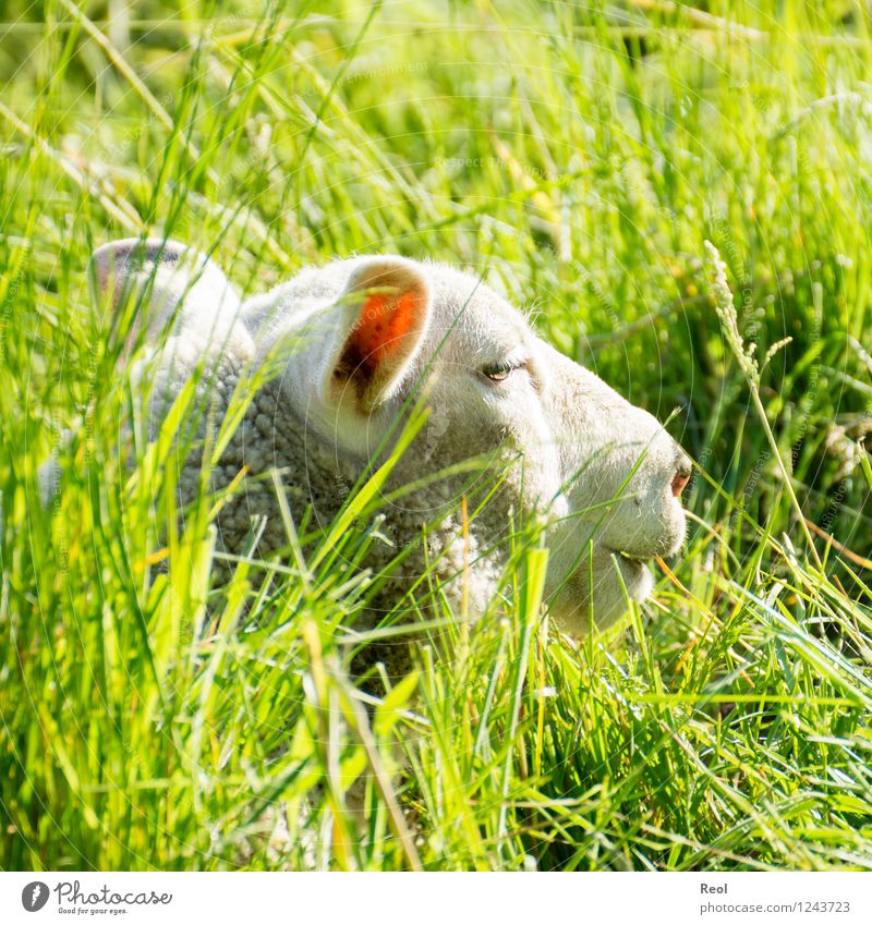 Sunny hiding place Nature Animal Beautiful weather Meadow Pasture Agriculture Livestock breeding Farm animal Sheep 1 Green White Hide Tall Grass Lie Calm