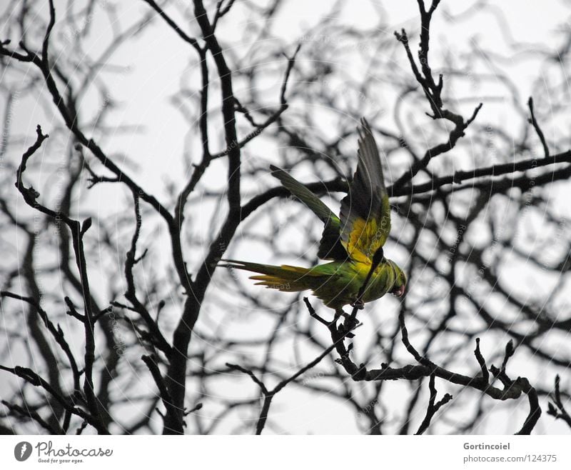 In the cemetery Winter Nature Tree Wild animal Bird Wing Flying Free Gloomy Yellow Green Colour Parrots Beak Departure Branch Twig Feather Collared Conure
