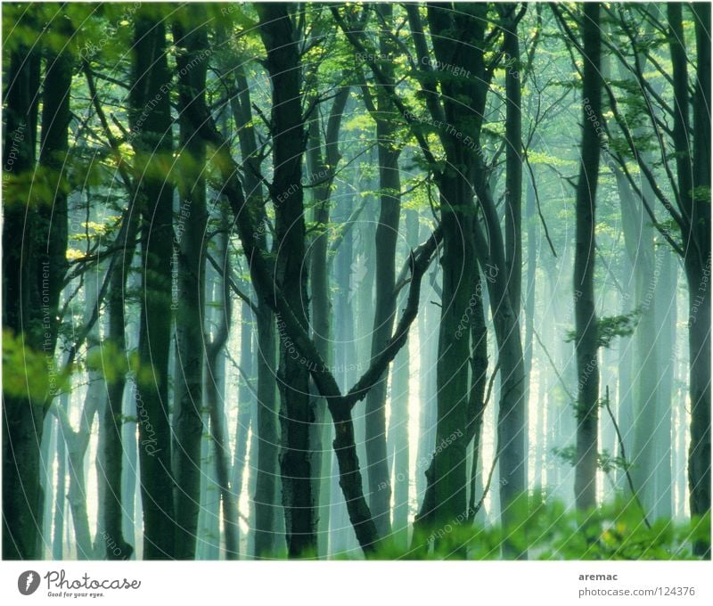 fairytale forest Forest Fog Tree Leaf Beech tree Green Light Landscape Nature