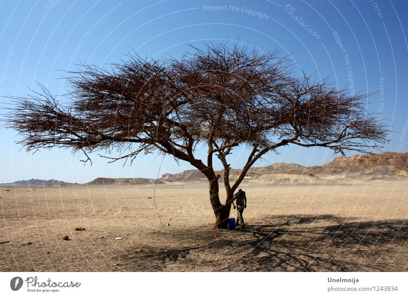 dry tree in the desert Nature Landscape Plant Sand Sky Cloudless sky Sun Summer Beautiful weather Tree Desert Stone Wood Adventure Concern Environment