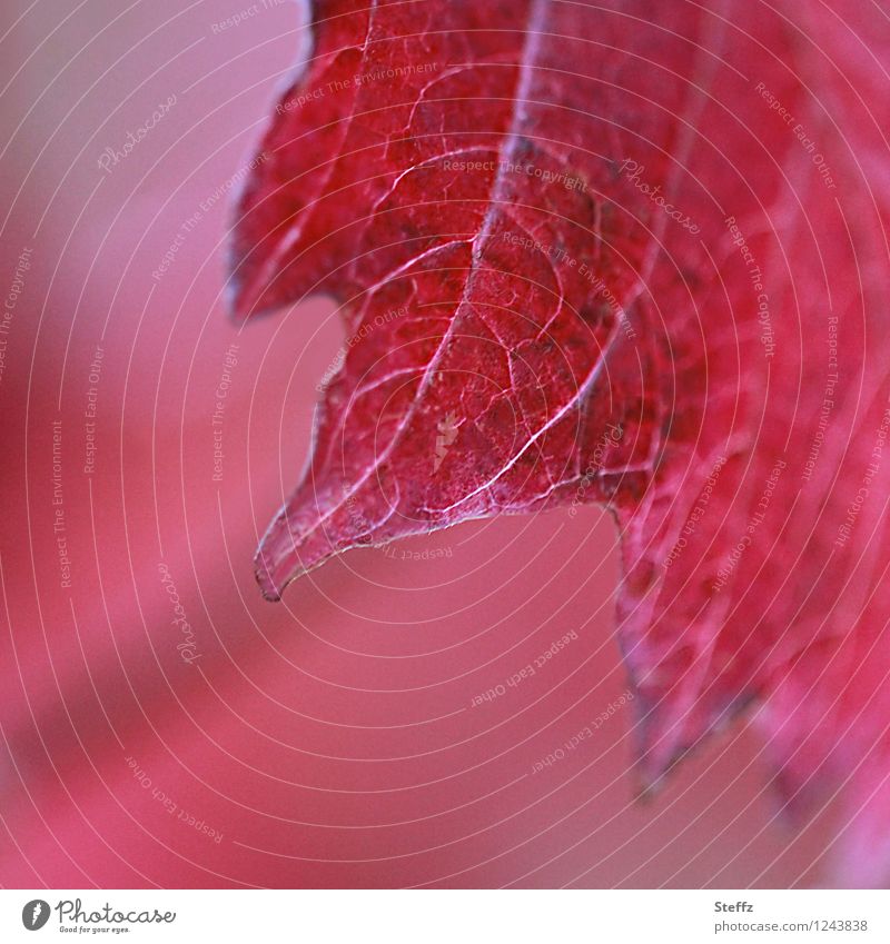 jagged red red leaf serrated blade Rachis Red wine-red Prongs Gaudy deep red autumn impression autumn leaf Eye-catcher autumn atmosphere October