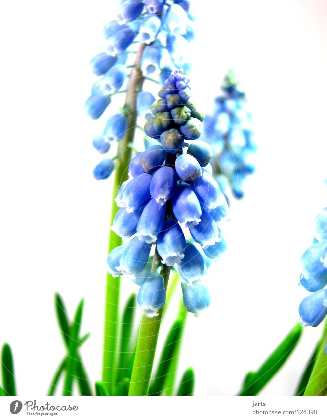 in blue Green Blossom Flower Spring Blue jarts