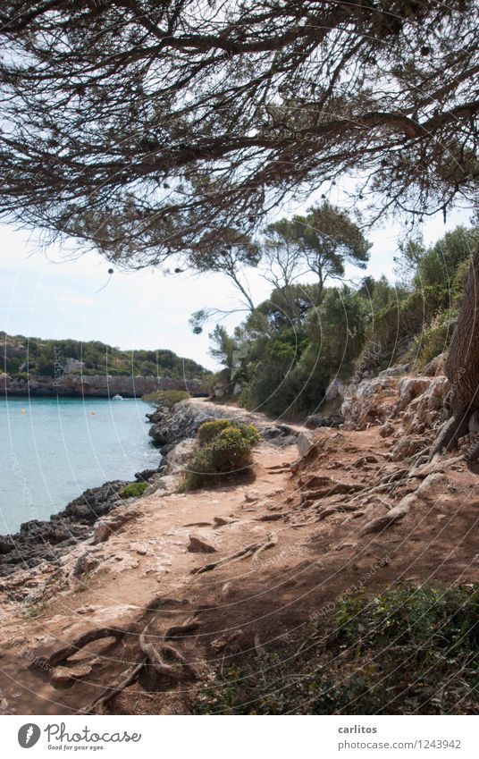 Cala Sa Nau Relaxation Swimming & Bathing Vacation & Travel Beach Nature Tree Rock Bay Lanes & trails Calm Majorca Mediterranean Float in the water Stone pine