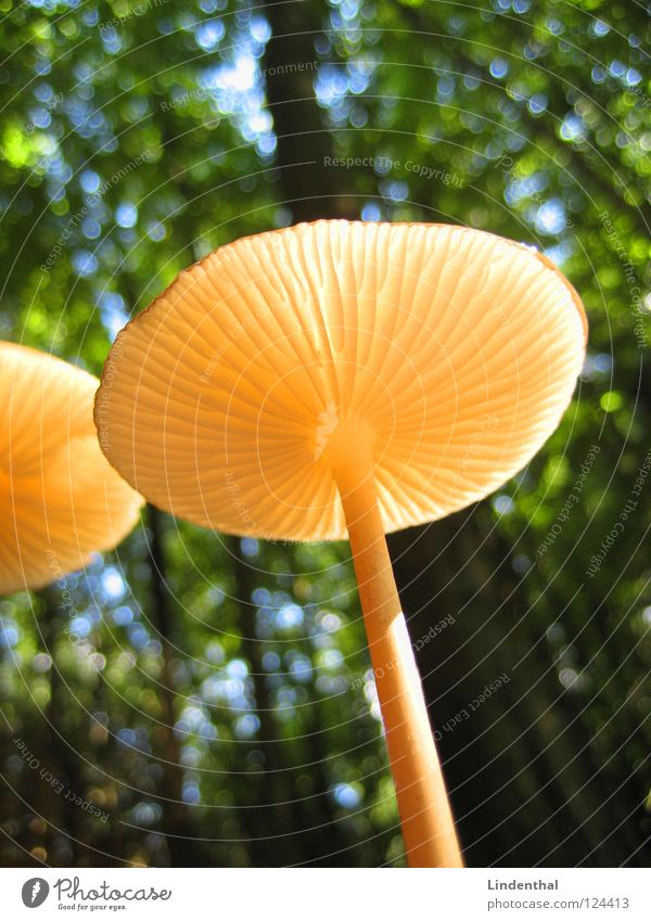 Sunshine Mushroom Under Large Small Poison Forest Vegetable fungal reishi Ling-zhi mushroom