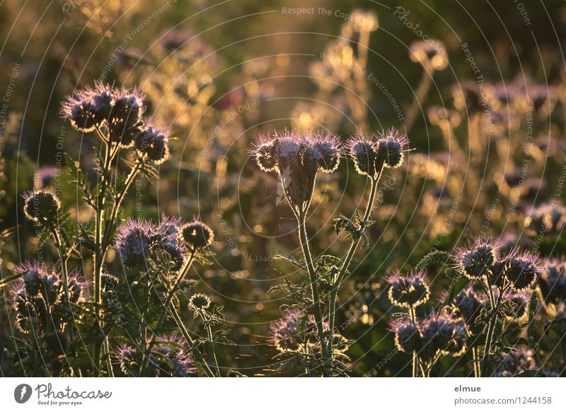 before the humming stops Nature Summer Beautiful weather Plant Flower phacelia Honey flora tufted flower Rainfarn-Phazelie Field Dream world Back-light