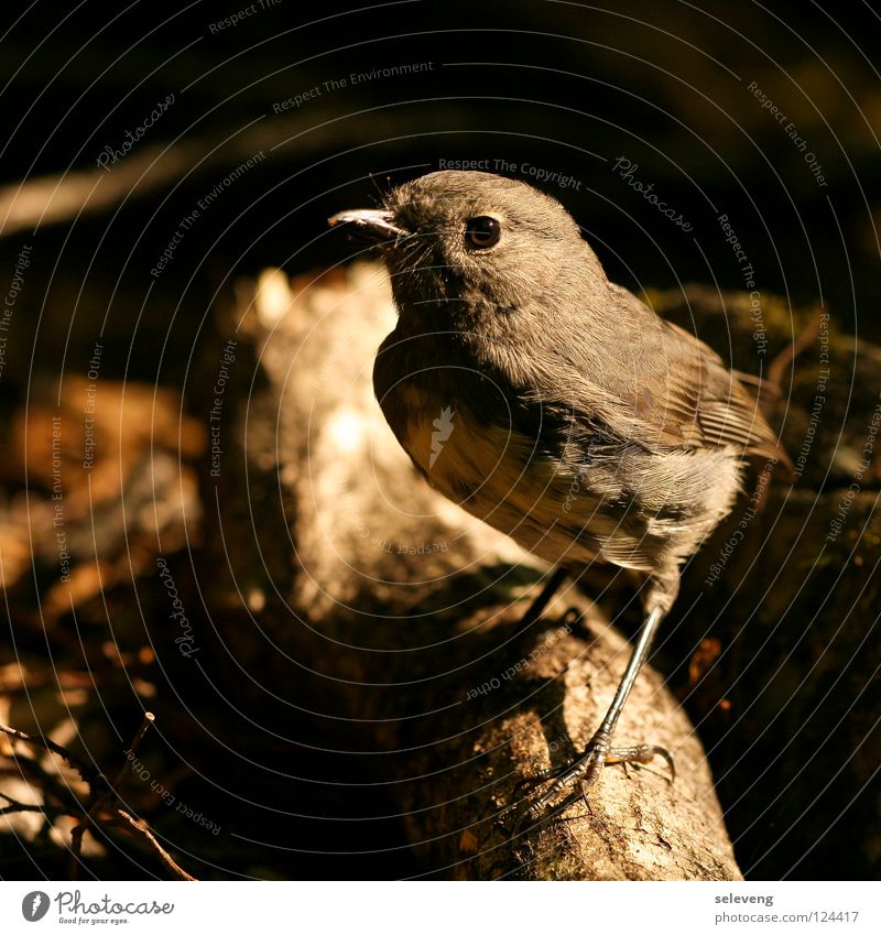 face 2 face with the keeper of the old man Bird Nature Wood flour Macro (Extreme close-up) Animal New Zealand Curiosity Near Shadow Appetite Feather Wait