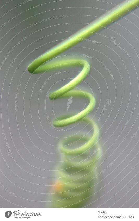 green symmetry of a passion flower vine Passion flower Tendril Passionflower vine shoot tendril Climber symmetric Spiral spiral shape spirally whorls curly