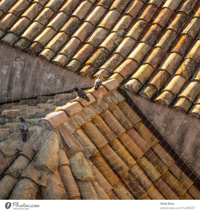 rooftop dweller Animal Wild animal Pigeon 3 Group of animals Brown Yellow Gold Stagnating Symmetry Tourism Tradition Roof Roof ridge Roofing tile Old town
