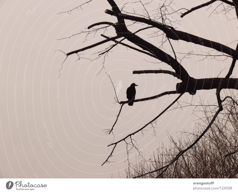 Krah. My branch. Crow Winter Tree Bird Calm Black & white photo Branch alone silence solitude