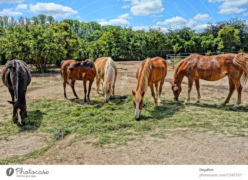 Group Horses Sky Clouds Summer Beautiful weather Animal Farm animal Wild animal Pelt Zoo Group of animals Herd Eating Feeding Together Blue Brown Multicoloured