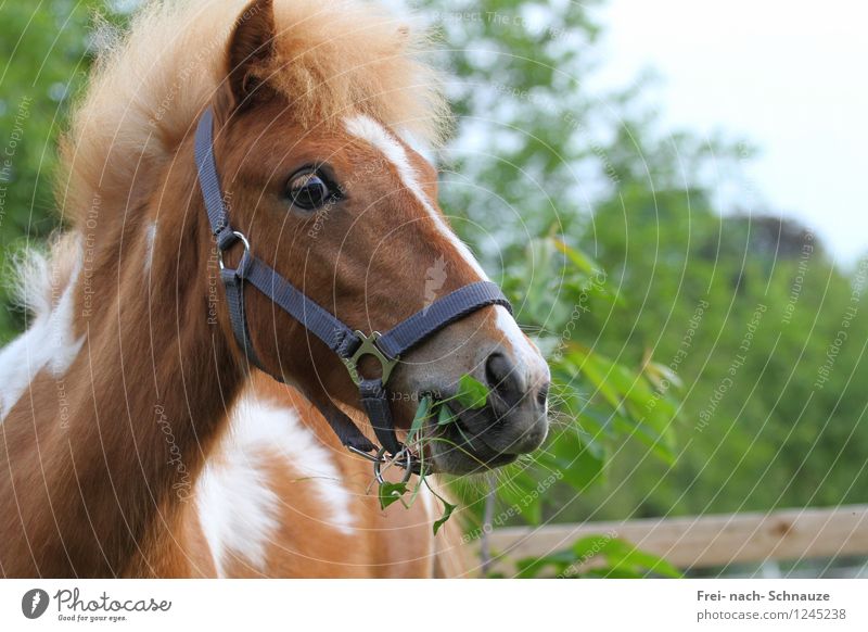 My World Is Beautiful ! Animal Pet Horse 1 Baby animal "Attentive Mindfulness" Delicious Natural Curiosity Cute Original Contentment Trust Authentic Life