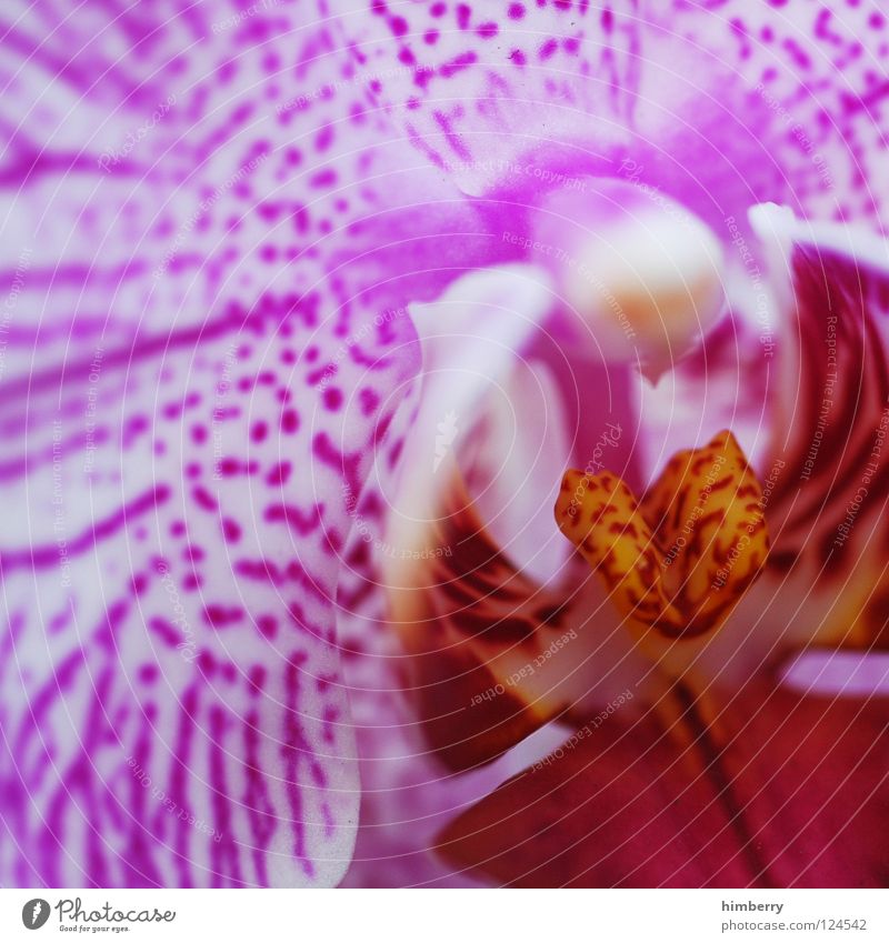 close pink up Flower Macro (Extreme close-up) Blossom Plant Detail White Leaf bud Bud Blossom leave Botany Nature Summer Spring Fresh Growth Red Colour