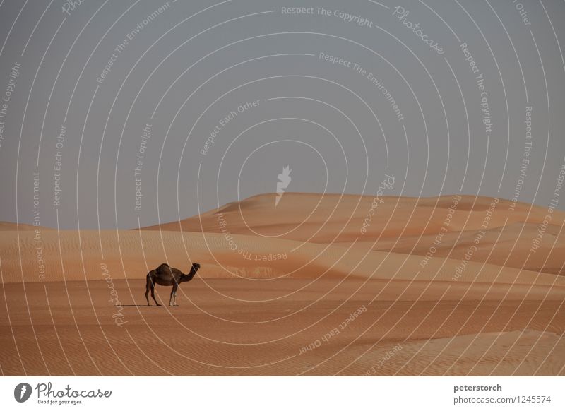 the lonely camel Vacation & Travel Far-off places Landscape Sand Cloudless sky Desert Farm animal Dromedary 1 Animal Free Infinity Hot Calm Wanderlust
