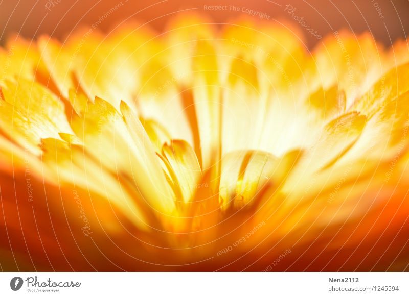 Fire Flower III Environment Nature Plant Summer Blossom Garden Park Esthetic Hot Dry Warmth Yellow Gold Orange Dried flower Love Colour photo Exterior shot
