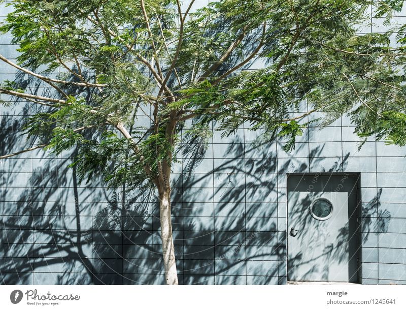 A mysterious door in a wall, in front of it a tree with shadow Nature Sun Beautiful weather Wind Plant Tree Leaf Foliage plant House (Residential Structure)