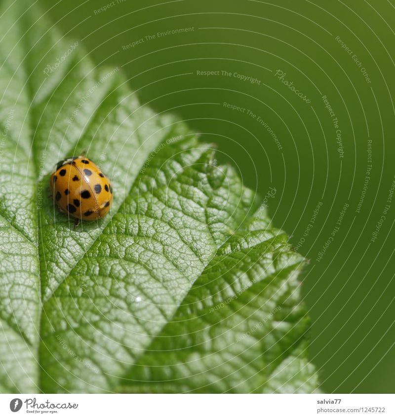 sunny side Environment Nature Plant Animal Spring Summer Leaf Foliage plant Beetle Ladybird Insect 1 To enjoy Crawl Sit Authentic Simple Small Natural Green