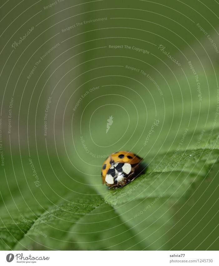slanting position Nature Plant Animal Spring Summer Leaf Foliage plant Wild plant Wild animal Beetle Ladybird Insect 1 Crawl Sit Free Happy Small Natural Cute