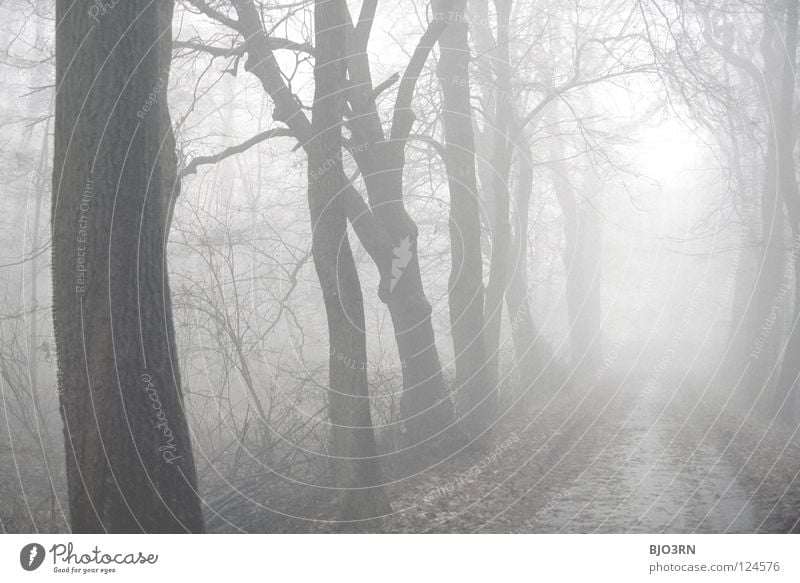 foggy woods #6 Fog Loneliness Cold Dark Tree Winter Forest Wet Damp Frozen Nature Misty atmosphere Ambiguous Mysterious Landscape format Horizontal trees baeme