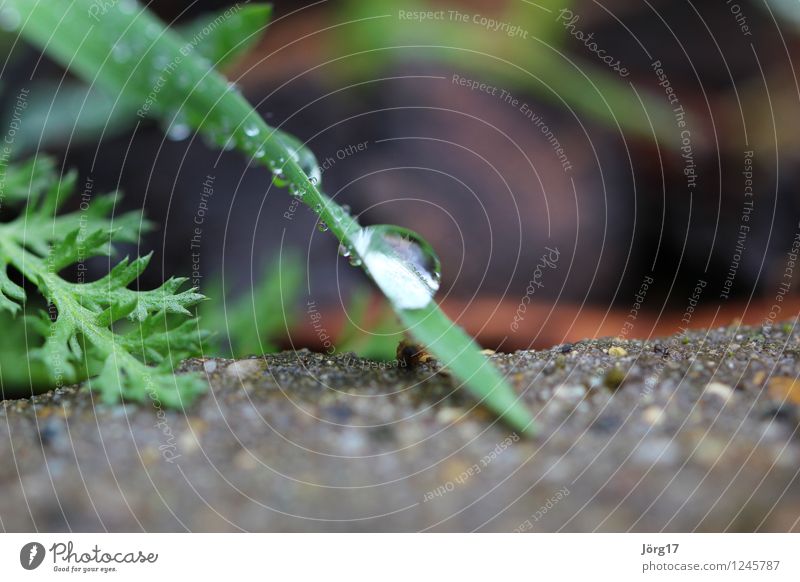 morning dew Nature Plant Animal Drops of water Grass Foliage plant Wild plant Garden Meadow Green Colour photo Exterior shot Close-up Detail