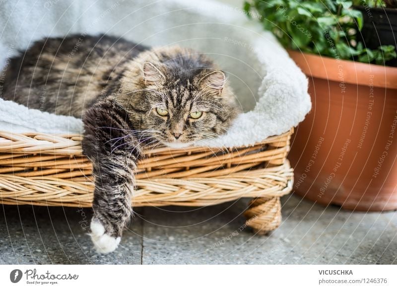 Cat lies in basket on garden terrace Design Leisure and hobbies Summer House (Residential Structure) Garden Sofa Shows Nature Spring Beautiful weather Plant