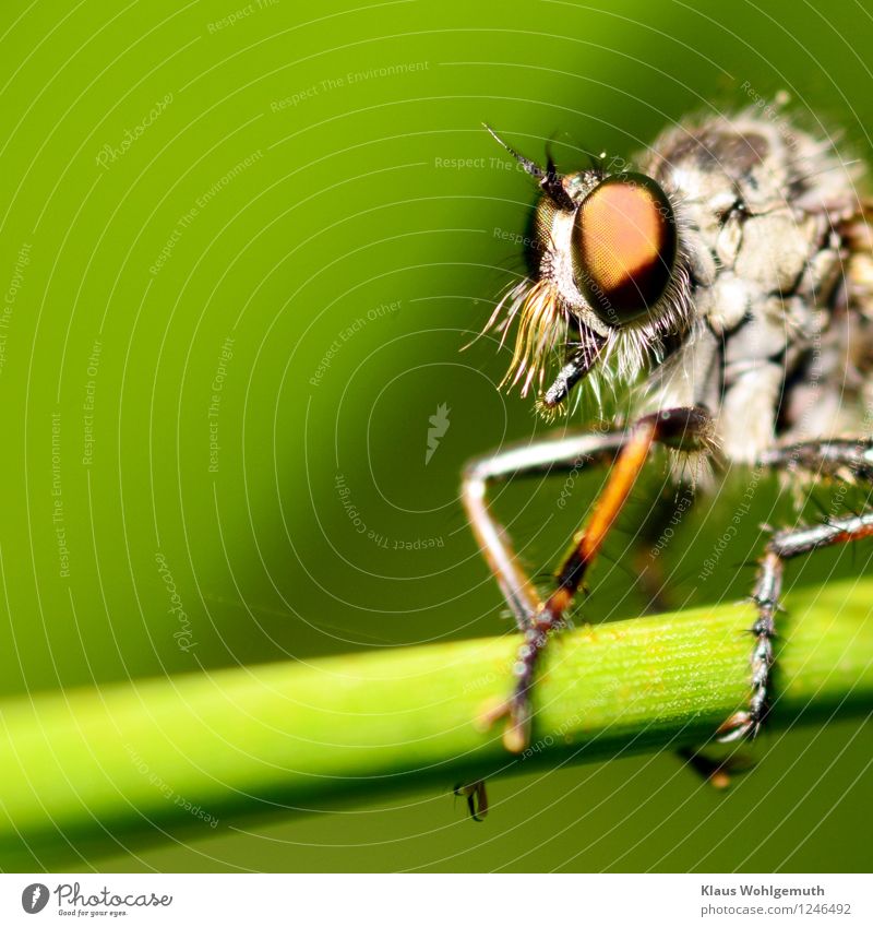 Fear not. Environment Nature Animal Summer Grass Foliage plant Meadow Forest Fly Animal face robber fly murder fly 1 Looking Sit Disgust Brown Green White
