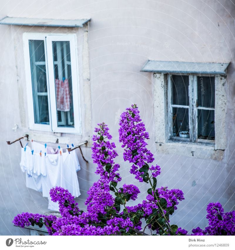 Flowers in front of the window Wall (barrier) Wall (building) Facade Garden Window Tourist Attraction Landmark Monument Gray Violet Pink Dubrovnik