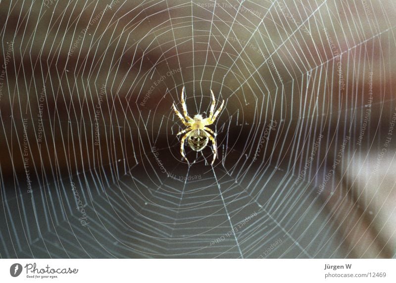 Spiderman Observe Insect Close-up Light Net Macro (Extreme close-up) Detail nice Lie in wait for