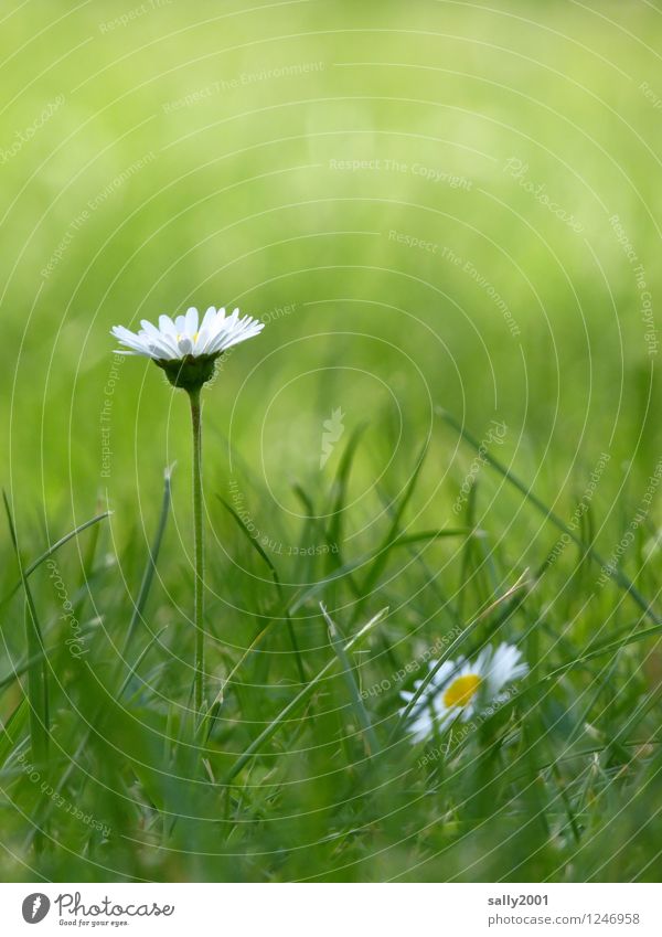 Birthday flowers for..... Nature Plant Flower Grass Daisy Garden Park Meadow Blossoming Relaxation Illuminate Stand Dream Esthetic Thin Friendliness Beautiful