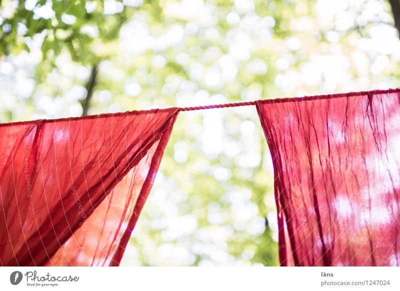 pZ3 l come in i Curtain up Sun Summer Tree Forest Cloth Red Anticipation Beginning Laundry clothesline Suspended Hang Droop Come right in Deserted