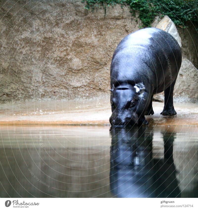 hippopotamus amphibius Hippopotamus Drinking Animal Mammal Even-toed ungulate Africa Hippopotamus amphibius Water