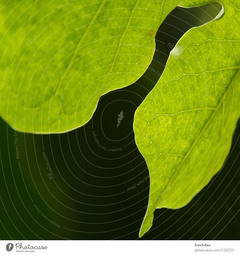 Photosynthesis II Leaf Round Green Black Sunlight Square Botany Vessel Organic Biology Process Transform Plant Structures and shapes Botanical gardens Life
