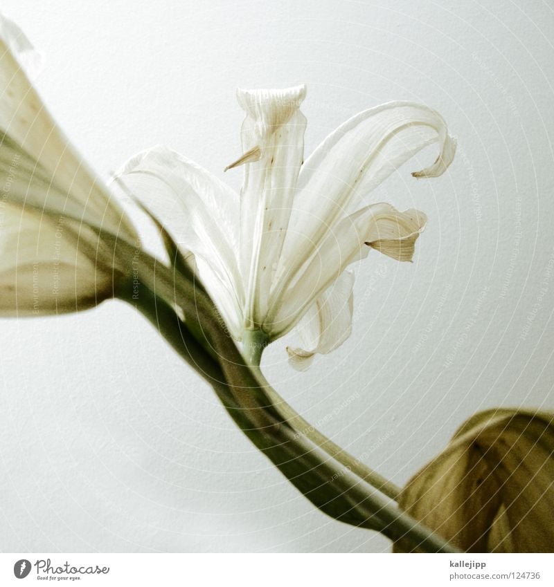 genus Flower Plant Embellish Lily Virgin Mary Living thing Growth White Propagation Pollen Vertical Stalk Innocent Beautiful Might Root Onion Pistil
