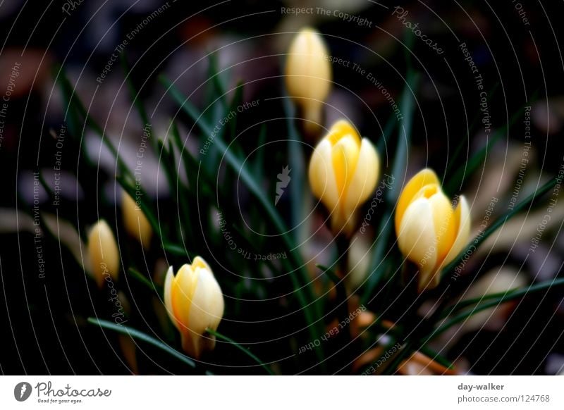 spring awakening Flower Crocus Blossom Garden Bed (Horticulture) Plant Yellow Green Spring Wake up Depth of field Nature Bud Contrast