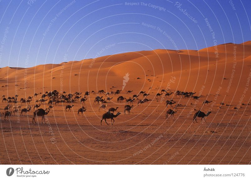 camel herd Camel Africa Libya Evening Desert Sahara Sand Beach dune Beautiful weather Dusk