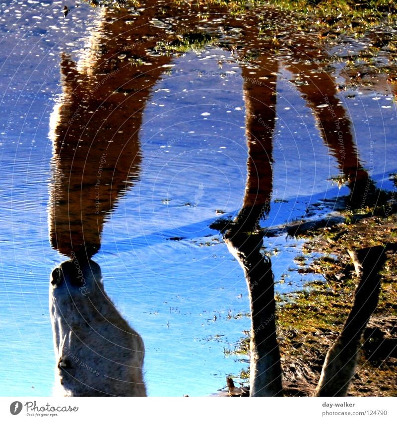 (Blue)mould Horse Animal Lake Reflection Mirror image Drinking To feed Silhouette Horse's head Hoof Meadow Fringe zone Azure blue Mammal Water Recitative Mold
