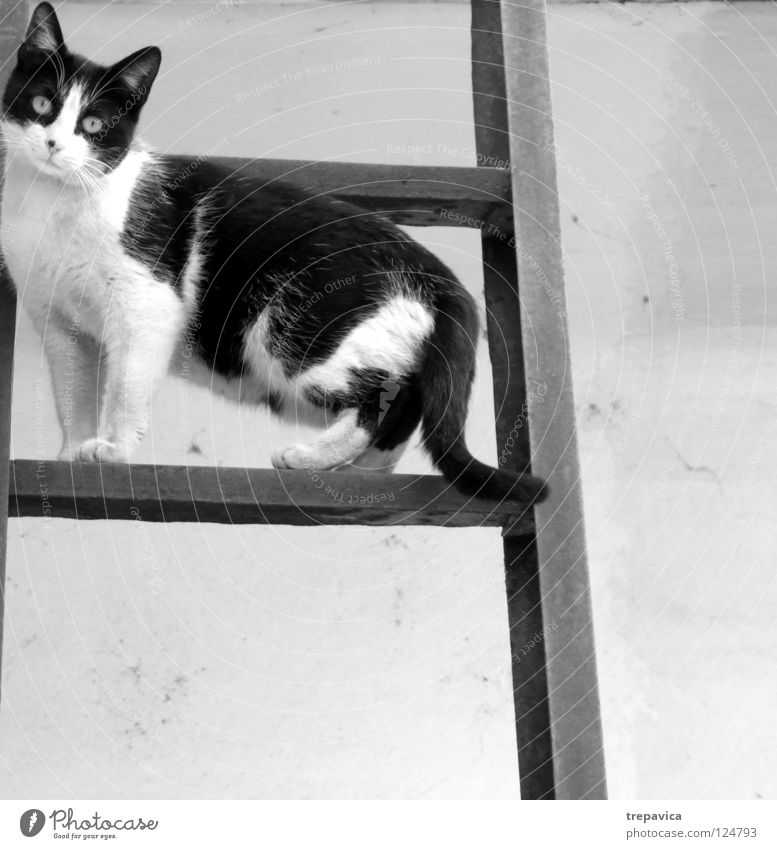 cat Cat Sweet Black White Animal Pelt Go up Break Domestic cat Patch Fear Ladder Climbing Wait