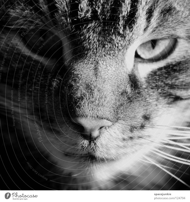 She's a cat Cat Domestic cat Animal Pet Whisker Animal portrait Looking Appearance Pelt Stripe Mammal Black & white photo Cat eyes Observe