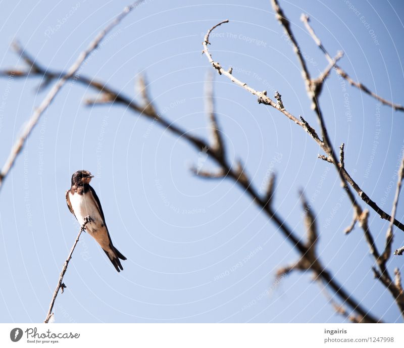 raised hide Sky Cloudless sky Branch Leafless Animal Wild animal Bird Swallow 1 Observe Relaxation To enjoy Crouch Sit Tall Small Natural Cute Gloomy Blue Gray