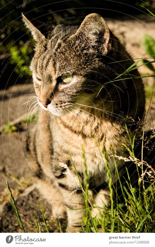 Cat in the heat Animal Pet Pelt 1 Observe Wait Brown Yellow Gold Green Sit Summer Hot Colour photo Multicoloured Exterior shot Close-up Deserted Day Evening