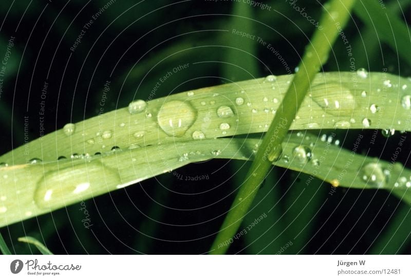 morning dew Grass Dew Green Plant Wet Nature Water Drops of water drop