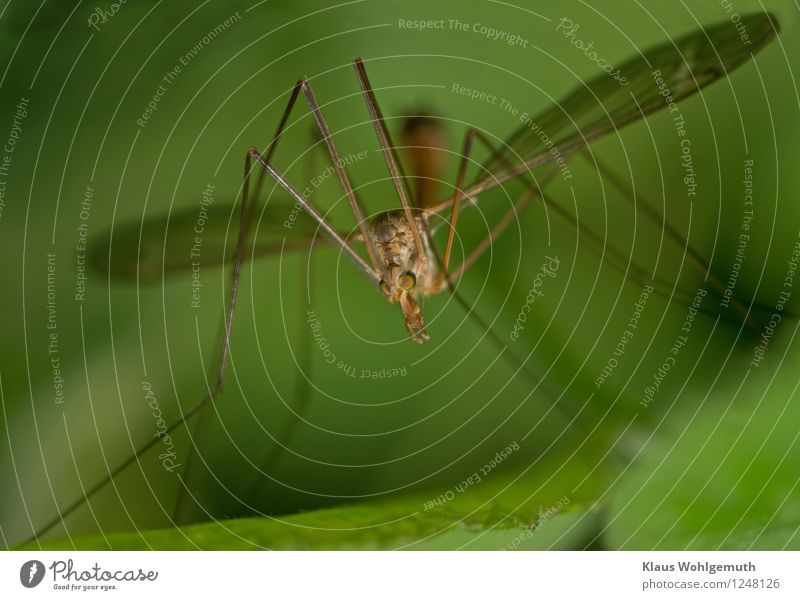 Am I harmless? Environment Nature Animal Summer Foliage plant Garden Park Meadow Field Forest Fly Wing Crane fly 1 Sit Creepy Brown Yellow Green Colour photo