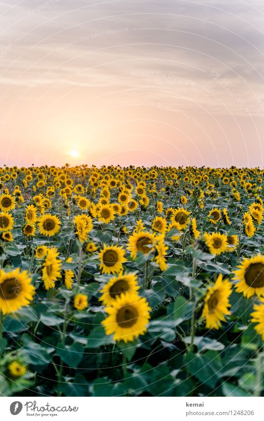 sea of flowers Far-off places Freedom Environment Nature Plant Sky Clouds Sun Sunlight Summer Beautiful weather Warmth Flower Agricultural crop Sunflower