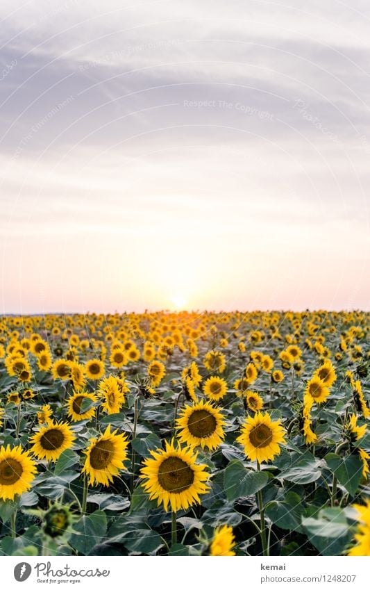 Sundown in the sunflower field Environment Nature Landscape Plant Sky Clouds Sunrise Sunset Sunlight Summer Beautiful weather Warmth Flower Leaf Blossom