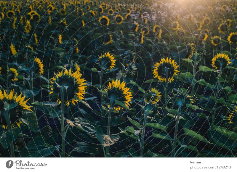 battle for the sun Environment Nature Plant Sun Sunrise Sunset Sunlight Summer Beautiful weather Warmth Leaf Blossom Agricultural crop Sunflower Sunflower field