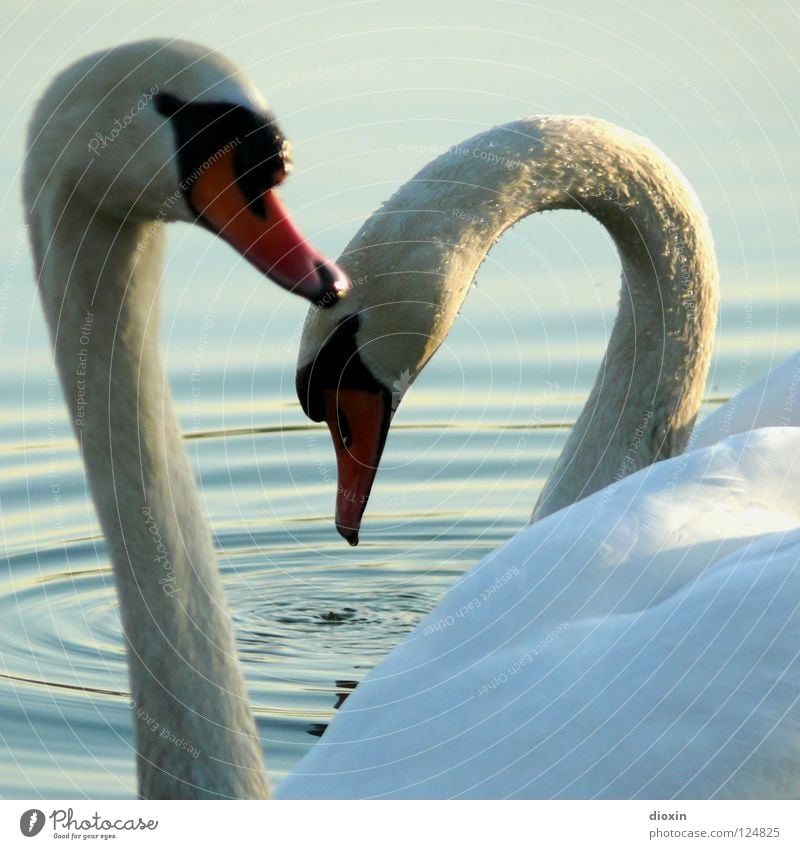swan heart Swan Heart Bird Water Lake Pond Waves Duck birds Feather Wing Love Affection Relationship Trust Loyalty Together Near Friendship Matrimony Happy