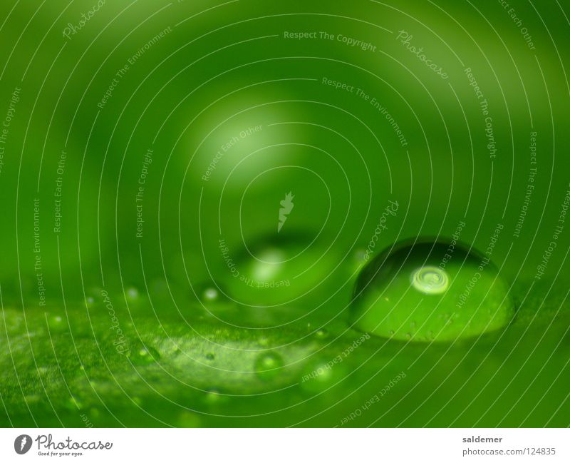 water drops Green Reflection Calm Lamp Comforting Macro (Extreme close-up) Close-up Water Drops of water Nature