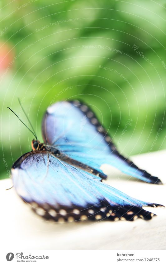 Make blue Nature Plant Animal Spring Summer Garden Park Meadow Wild animal Butterfly Wing blue Morphof age 1 Observe Relaxation Exceptional Elegant Exotic