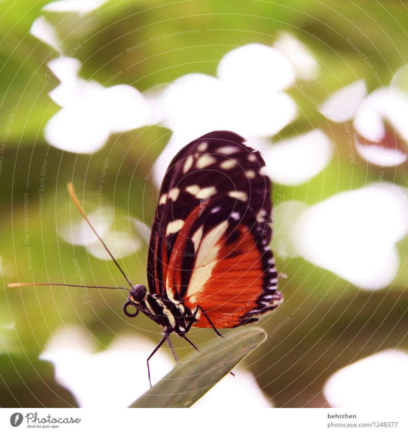 what do you want? Nature Plant Animal Spring Summer Tree Leaf Blossom Garden Park Meadow Wild animal Butterfly Animal face Wing 1 Observe Relaxation Flying