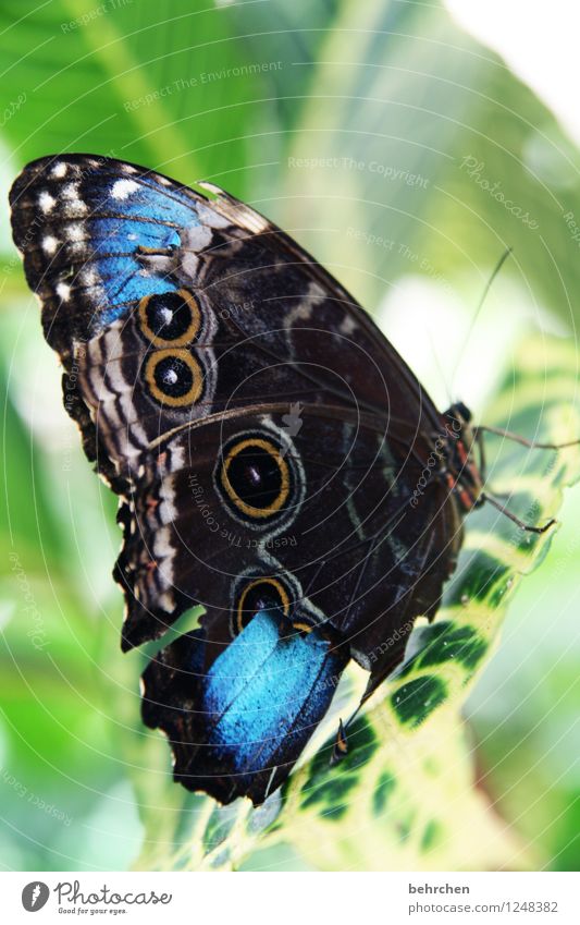 beautiful imperfection Leaf Butterfly Wing blue Morphof age Flying Sit Wait Esthetic Beautiful Natural Blue Green Wound Feeler Relaxation Pattern Disfigurement
