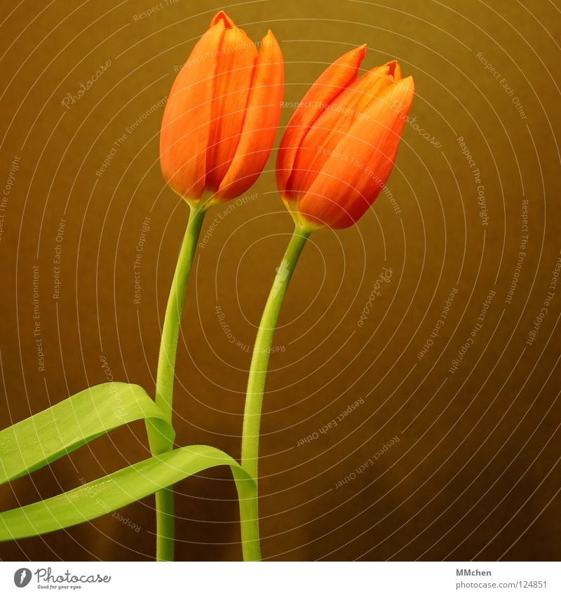 couple dance Tulip Blossom Flower Stalk Green Brown Synchronous 2 Duet Spring Joy Orange In pairs